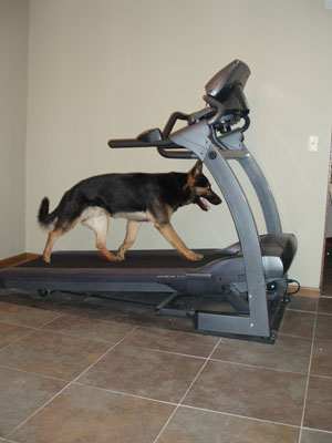 German Shepherd Manny - Running on the treadmill