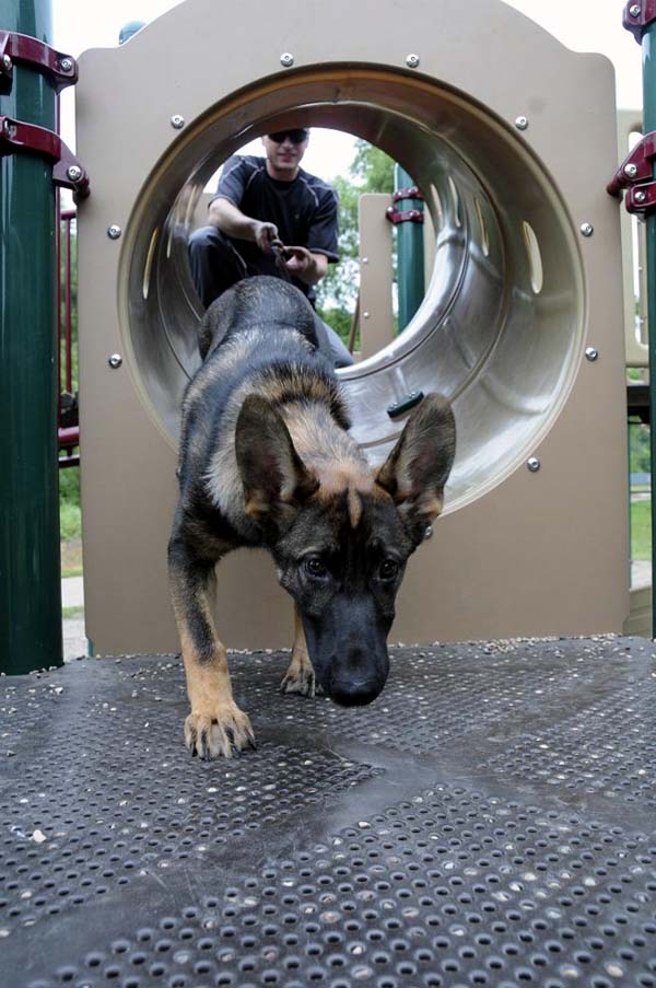 Cookie (German Shepherd) - Boot Camp Dog Training
