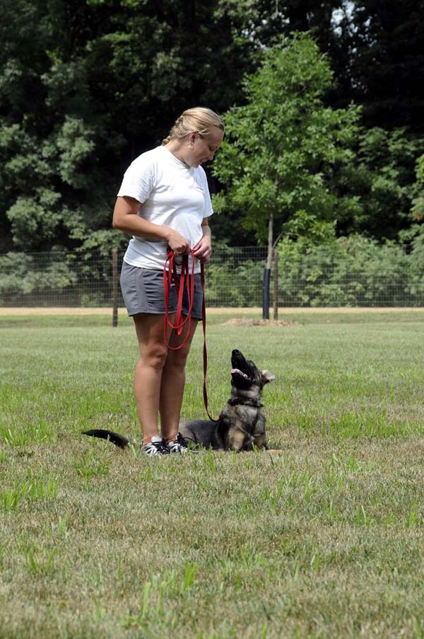 Cookie (German Shepherd) - Boot Camp Dog Training