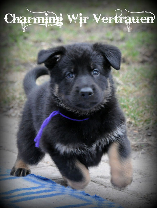 Charming Wir Vertrauen