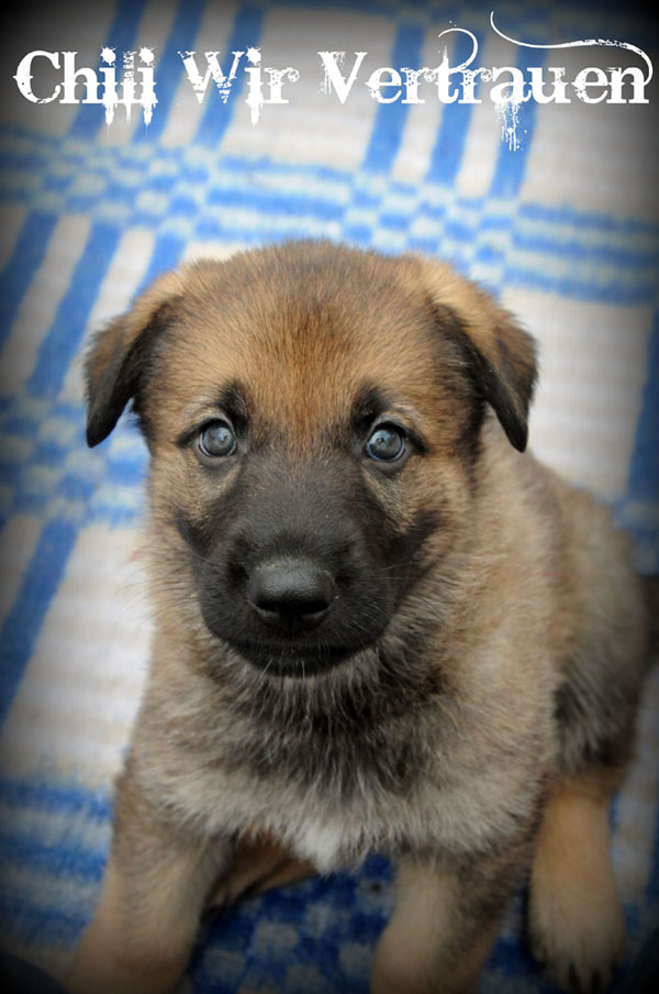 Chili Wir Vertrauen