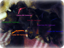 Von Shadow Cael Rex Shadow Picture