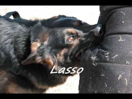 German Shepherd Dog - Lasso Bett Silver