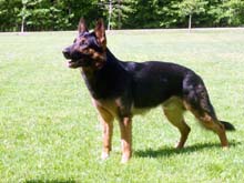 German Shepherd Breeder and Trainer