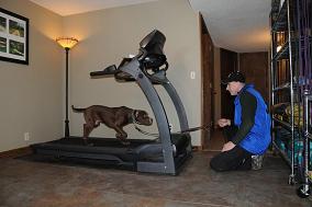 Article on treadmill canines