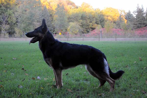 SG Eriel Von Tajgetosz - German Shepherd Dog