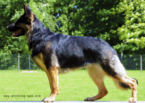 SG Eriel Von Tajgetosz - German Shepherd Dog