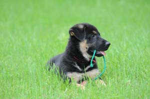 Halo Wir Vertrauen - German Shepherd Puppy