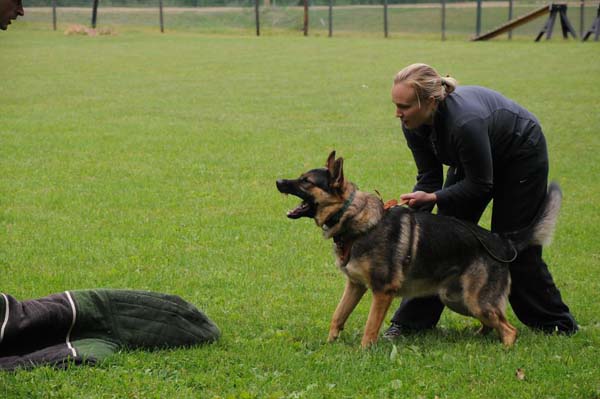 German Shepherd Zeus - Personal Protection Training