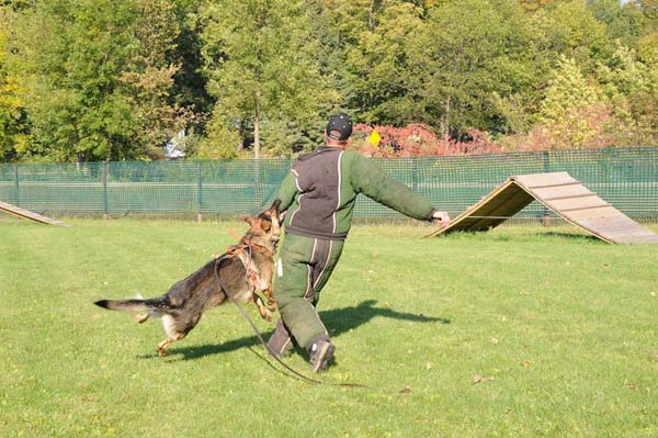 German Shepherd Zeus - Personal Protection Training